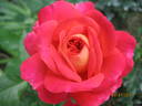 Pigalle ® rose photo