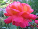 Pigalle ® rose photo