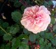 Anni Berger rose photo
