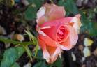 Anni Berger rose photo