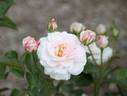 Dame Cath rose photo