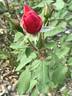Seedling 12-030 rose photo
