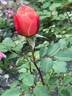 Seedling 12-030 rose photo
