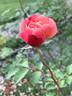 Seedling 12-030 rose photo