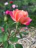 Seedling 12-030 rose photo