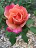 Seedling 12-030 rose photo