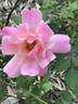 Seedling 12-030 rose photo