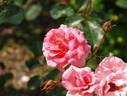 Orange Delight rose photo