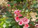 Orange Delight rose photo