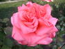 Louisiana rose photo