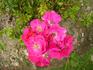 Balsgårds Balder rose photo