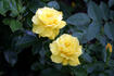 Anthony Meilland, Cl. rose photo