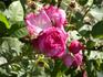 Monsieur A. Maillé rose photo