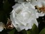 Marguerite Guillard rose photo