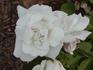 Marguerite Guillard rose photo