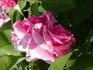 Achille Gonod rose photo