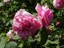 Achille Gonod rose photo