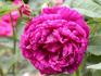 Duc de Cazes rose photo