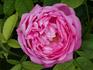 Comte de Mortemart rose photo