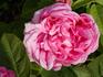 Comte de Mortemart rose photo