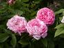 Comte de Mortemart rose photo