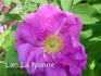 Lac La Nonne rose photo