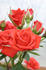 Sheri Anne rose photo