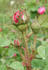 ARDoliva rose photo