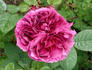 ARDoliva rose photo