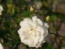 Avalanche rose photo