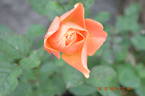 Brandy ™ (hybrid tea, Swim rose photo