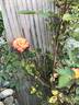 Rainbow's End ™ rose photo