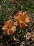 APRICOT PRESERVES rose photo