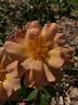 APRICOT PRESERVES rose photo