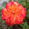 Romanov rose photo