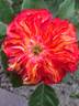 Romanov rose photo