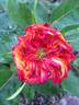 Romanov rose photo