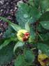 Romanov rose photo