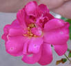 ADXBW rose photo