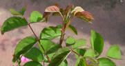 ADXBW rose photo