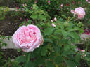 Dr. Masaryk rose photo