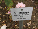Dr. Masaryk rose photo