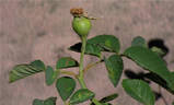 ADXBW rose photo