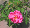 ADXBW rose photo
