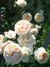 Apricot Sky rose photo