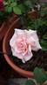Calm Composure rose photo
