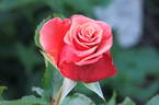 Ann Henderson rose photo