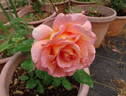 Perfumery rose photo