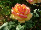 Pacific Celebration rose photo