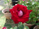 Liberty Bell ™ rose photo